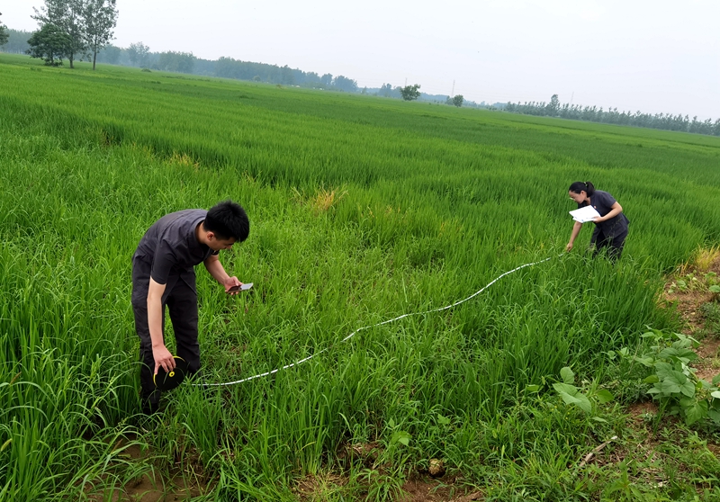 7月27日 新沂法院馬陵山法庭田間地頭巡回審理土地承包糾紛案，庭審前，法官王雪蓮前往爭議地塊現(xiàn)場調查，組織雙方當事人就爭議地塊的位置分別進行確認、測量記錄，便于充分了解爭議地塊現(xiàn)狀以及矛盾糾紛爭議點。.jpg